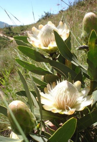 Protea dracomontana green buds, white heads